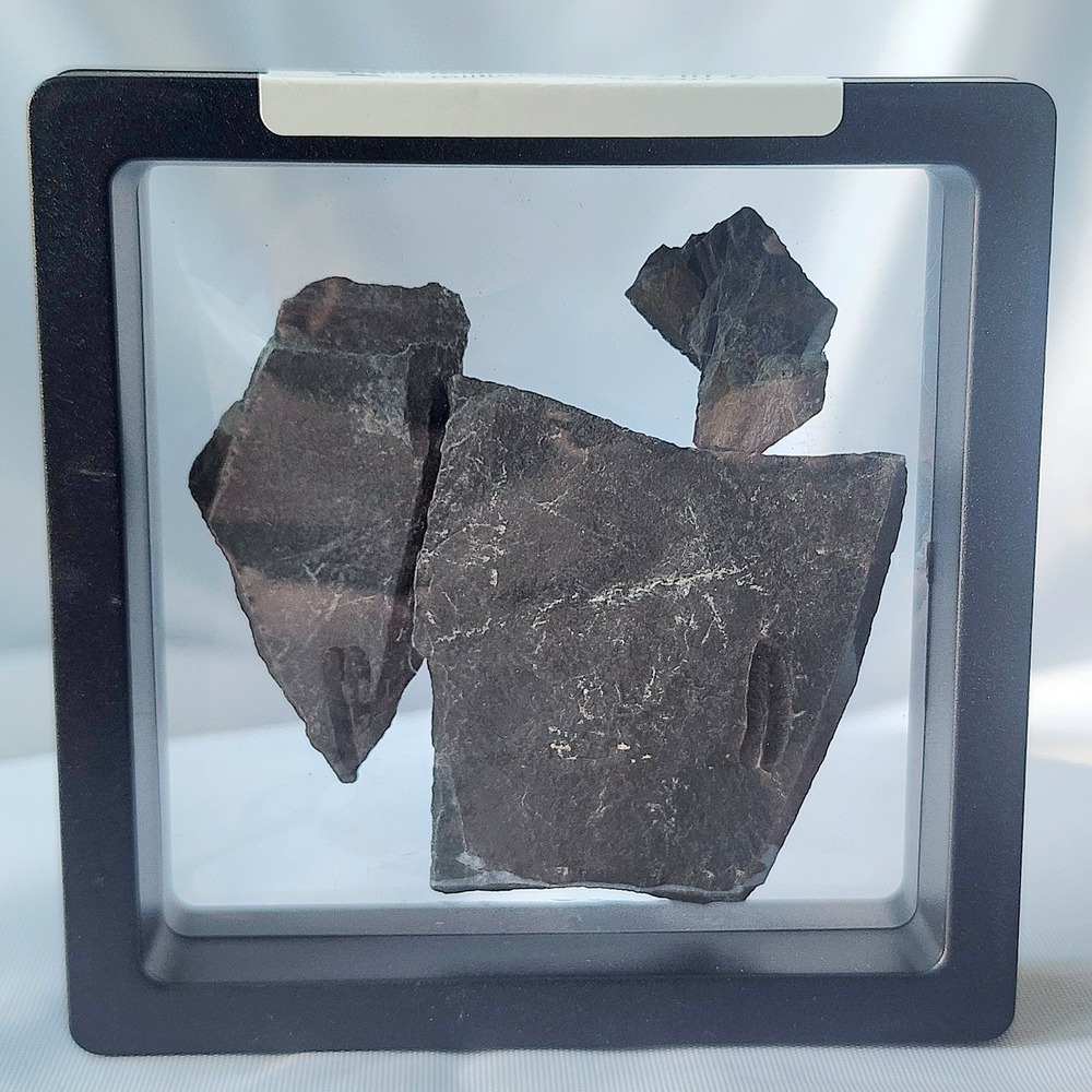 Unique Rare Carboniferous Coal‎ Era Fossil From World Famous Union Chaple Mines